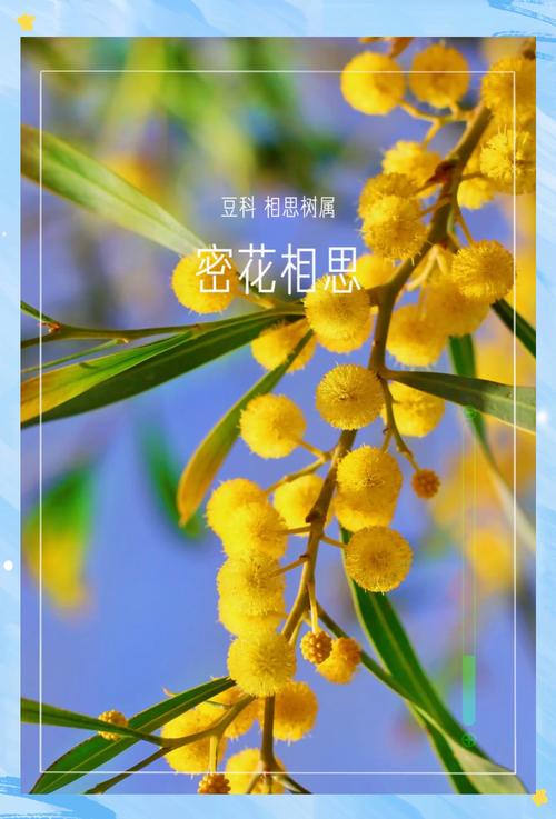 澳大利亞國(guó)花_金合歡朝開(kāi)晚閉特性_澳大利亞金合歡