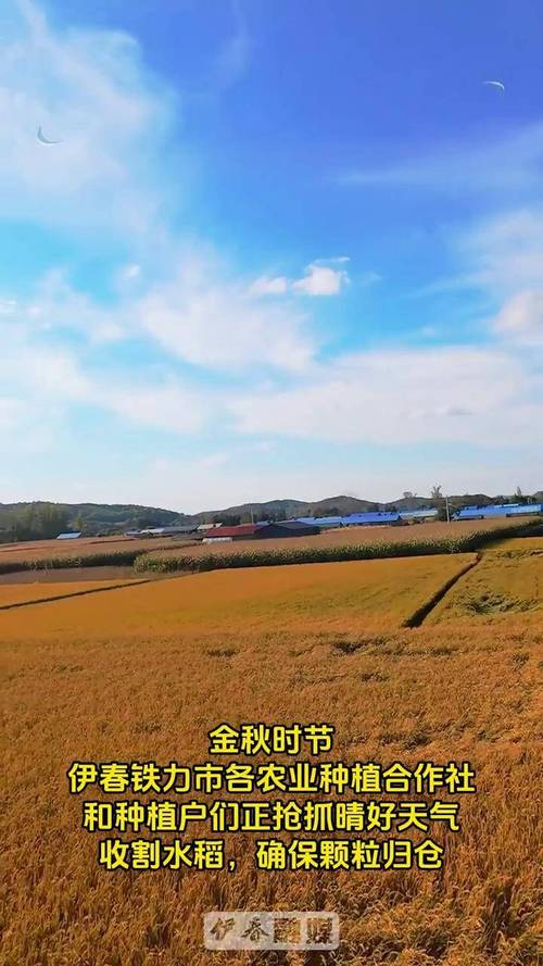 立秋農業豐收 黑龍江玉米灌漿期_重慶水稻秋收 機收作業_秋收的季節